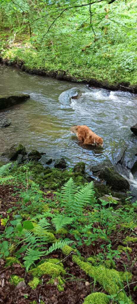 shampoing solide bio chien biodégradable — bain en rivière