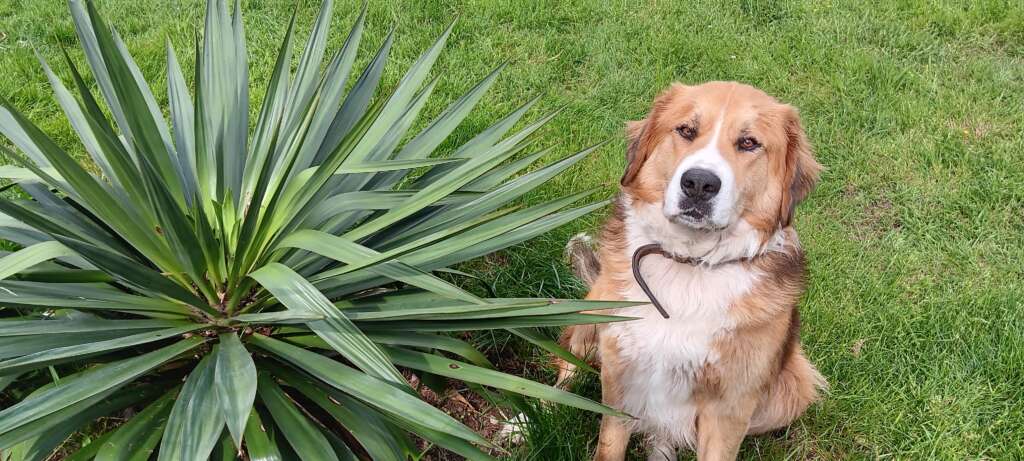 shampoing solide bio chien MANIMAL — Ravel après le bain